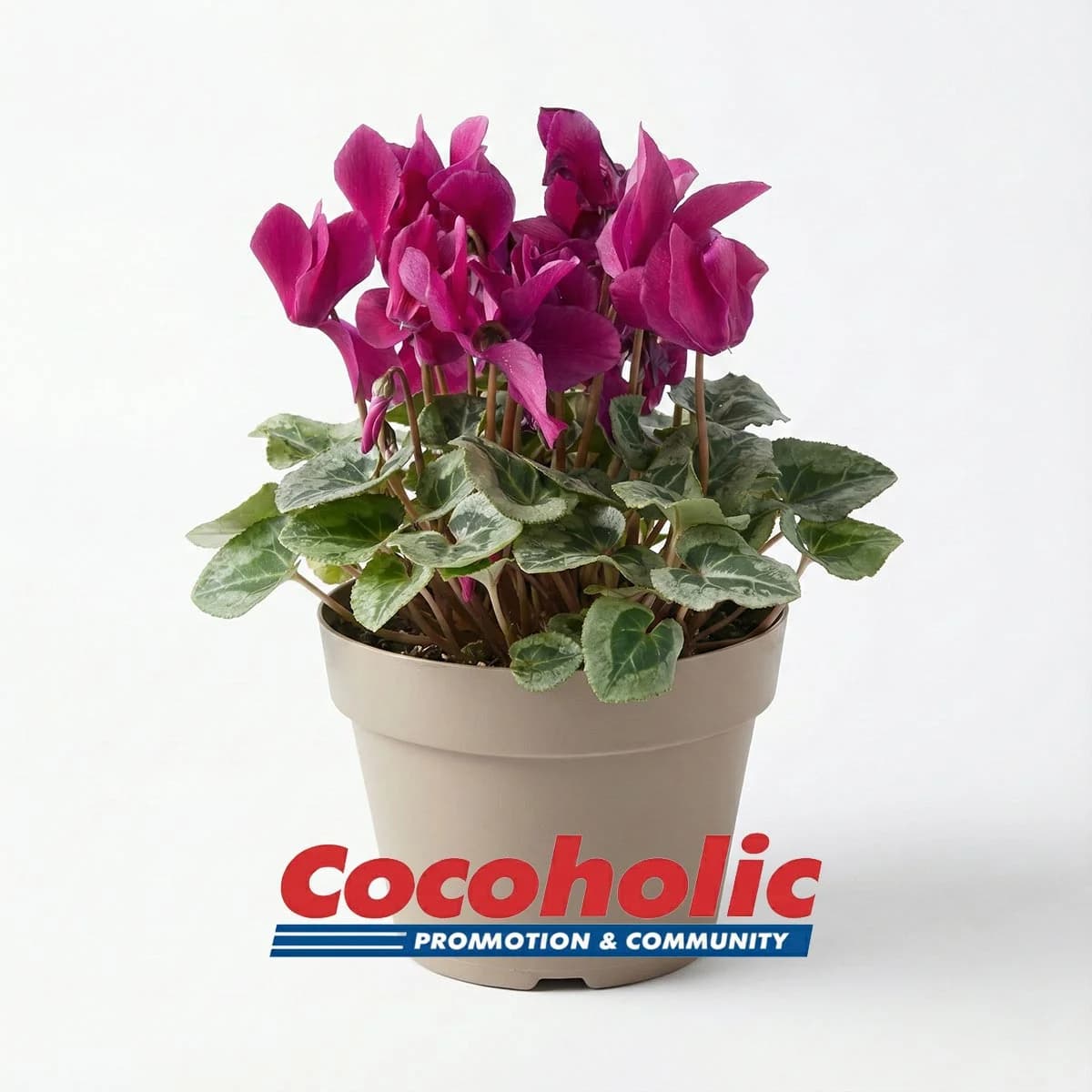 시클라멘 2개입 플라스틱 화분